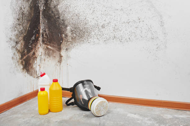 Best Fast Mold Removal  in Ridgeland, MS