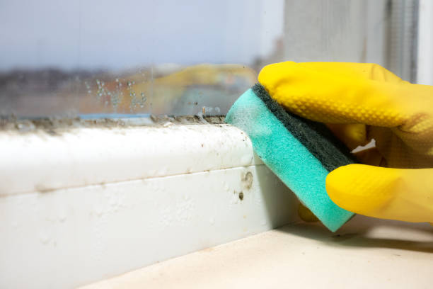 Best Attic Mold Removal  in Ridgeland, MS