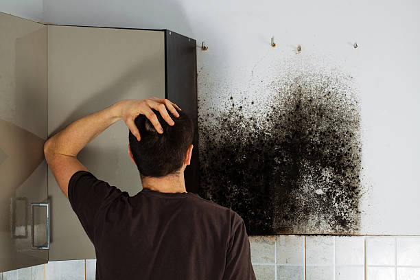 Best Toxic Mold Removal  in Ridgeland, MS