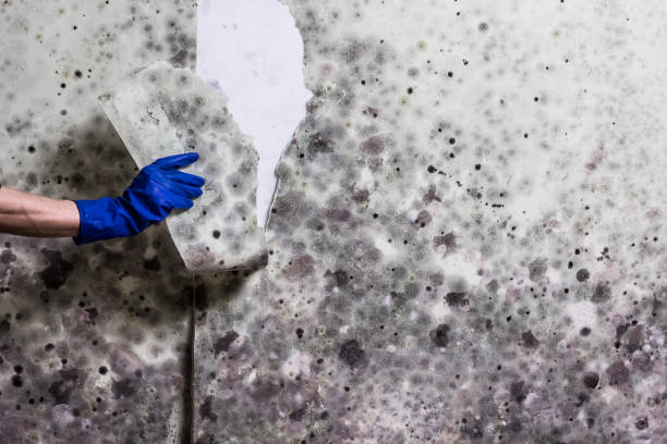 Professional Mold Removal in Ridgeland, MS